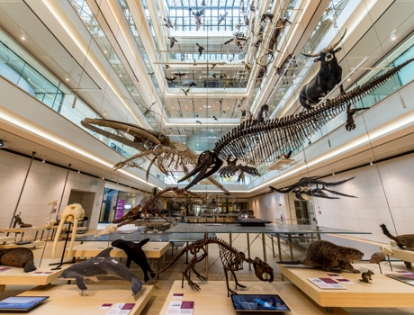 MUSE - Museo delle Scienze di Trento
